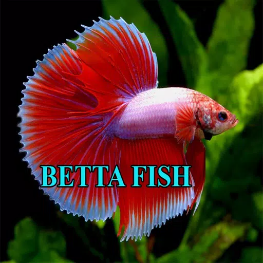 Betta Fish Gallery Captura de tela 1