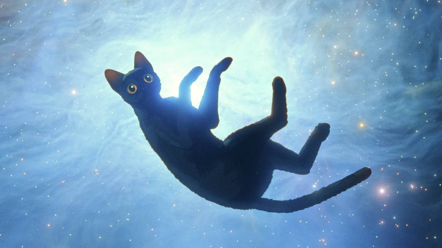 主人公の猫